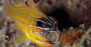 cardinalfish_coral_eoe_sim_h_0027_tha0129.jpg